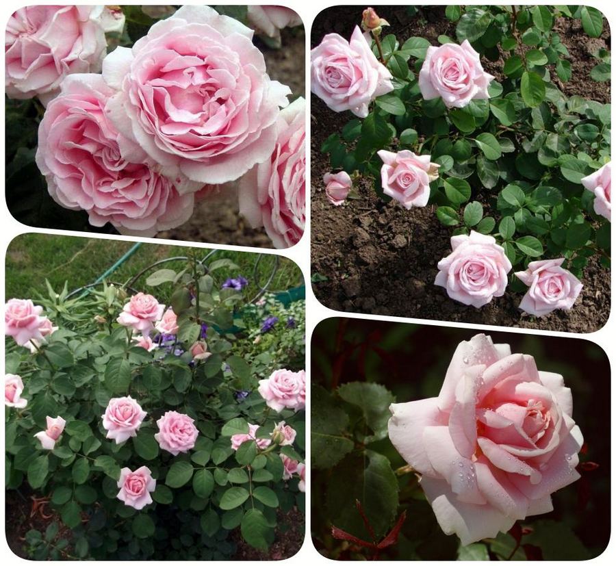 Frederic Mistral róże wielkokwiatowe